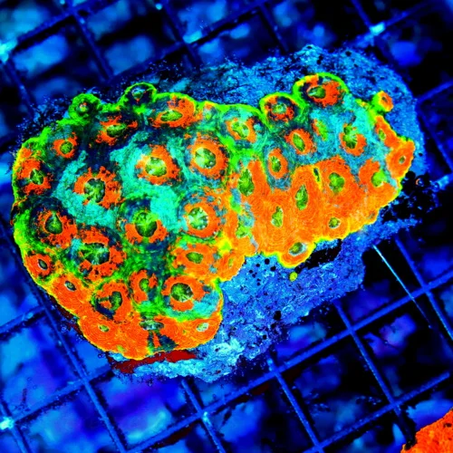 WYSIWYG 4.5X3.5 SUPER SUPER ULTRA COLORED "ORANGE CRUSH ACAN ECHINATA" THIS CORAL IS VERY INTENSE COLOR!! live coral for sale - Extreme Corals