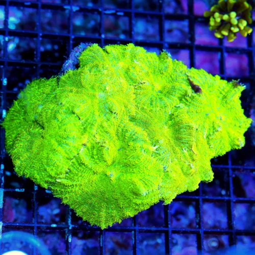 WYSIWYG 6X4 XL SUPER SUPER NEON ULTRA GREEN FULLY COVERED RHODACTIS MUSHROOM COLONY live coral for sale - Extreme Corals
