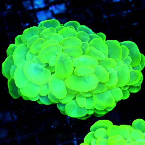 WYSIWYG 6X5 XXL GIANT SCREAMING GLOWING GREEN INSANE ULTRA GRADE INDO BUBBLE CORAL live coral for sale - Extreme Corals