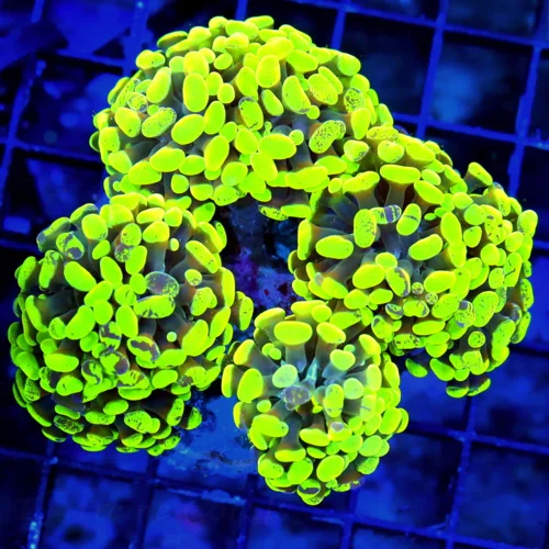 WYSIWYG 5.5X5.5 GLOWING TOXIC LEMONLIME TELLOW PURPLE PAINTED ULTRA ULTRA COLORED BRANCHING HAMMER-AWESOME live coral for sale - Extreme Corals