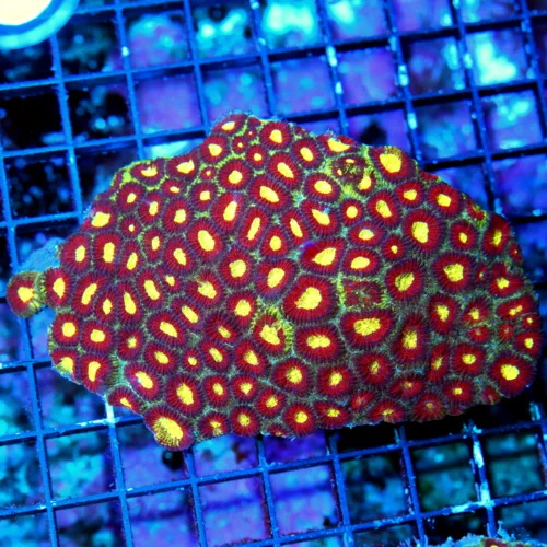 WYSIWYG 6X4 HANDPICKED BY SCOTT'S SUPER SUPER ULTRA TRICOLOR COLLECTORS ITEM FAVIA BRAIN-THIS IS TOTALLY INS live coral for sale - Extreme Corals
