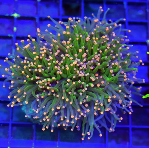 WYSIWYG 5X5 SUPER SUPER PINK AND BLUE TIPPED CARE BEAR INDO TORCH-COLOR IS VERY NICE XL PIECE live coral for sale - Extreme Corals