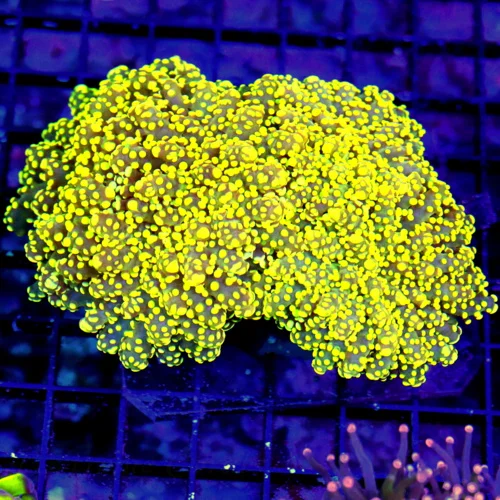 WYSIWYG 6.5X5.5 XXL OUT OF THIS WORLD ULTRA GRADE SUPER NEON YELLOW BRANCHING OCTOSPAWN-I LOOOVE THIS CORAL! live coral for sale - Extreme Corals