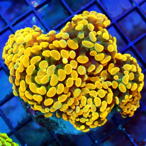 WYSIWYG 5.5X5.5 LARGE ULTRA ULTRA HOME DEPOT ORQANGE INDO BRANCHING FLORESCENT ORANGE HAMMER-FABULOUS COLOR! live coral for sale - Extreme Corals