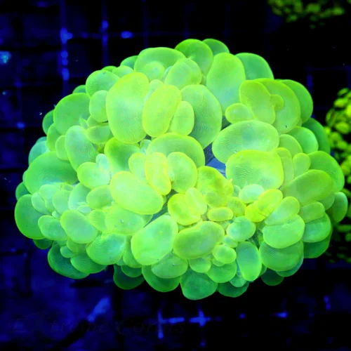 WYSIWYG 6X4.5 XXXL CENTEROIECE TOXIC NEON LEMONLIME YELLOW ULTRA ULTRA COLORED CENTERPIEDE BUBBLE CORAL live coral for sale - Extreme Corals