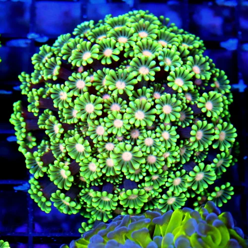 WYSIWYG 4X4 TOTALLY AWESOME PINK EYED ULTRA ULTRA LIME GREEN HANDPICKED GONIOPORA-AWESOME!!! live coral for sale - Extreme Corals