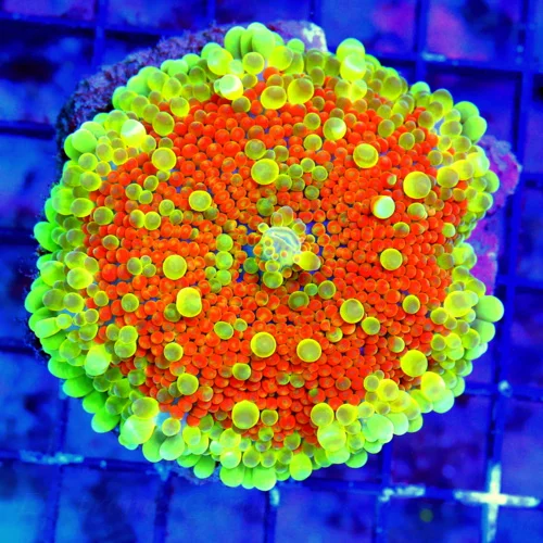 WYSIWYG 3.5X3.5 COLLECTORS ITEM-VERY VERY HARD TO GET GIANT SOLOMON ISLAND GIANT RICORDEA YUMA live coral for sale - Extreme Corals
