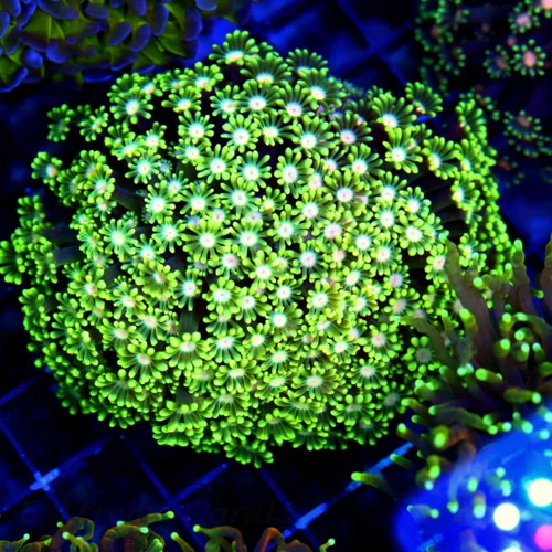 WYSIWYG 4X4 TOTALLY AWESOME PINK EYED ULTRA ULTRA LIME GREEN HANDPICKED GONIOPORA-AWESOME!!! live coral for sale - Extreme Corals