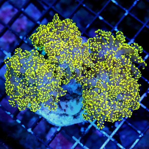 WYSIWYG 6X5.5 HANDPICKED BY SCOTT-ONE OF THE BEST BRANCHING OCTOSPAWN YOU WILL EVER SEE!! live coral for sale - Extreme Corals