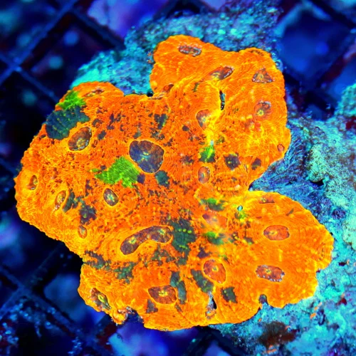 WYSIWYG 4.5x4 SUPER SUPER ULTRA COLORED "ORANGE CRUSH ACAN ECHINATA" STUNNING SPECIMEN-SHOWPIECE IN ANYONES live coral for sale - Extreme Corals