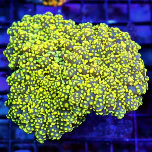 WYSIWYG 5.5X5.5 XXL OUT OF THIS WORLD ULTRA GRADE SUPER NEON YELLOW BRANCHING OCTOSPAWN-I LOOOVE THIS CORAL! live coral for sale - Extreme Corals