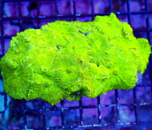 WYSIWYG 6.5x4 XL SUPER SUPER NEON ULTRA GREEN FULLY COVERED RHODACTIS MUSHROOM COLONY live coral for sale - Extreme Corals