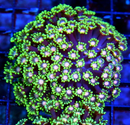 WYSIWYG TOTALLY AWESOME PINK EYED ULTRA ULTRA LIME GREEN HANDPICKED GONIOPORA-AWESOME!!! live coral for sale - Extreme Corals