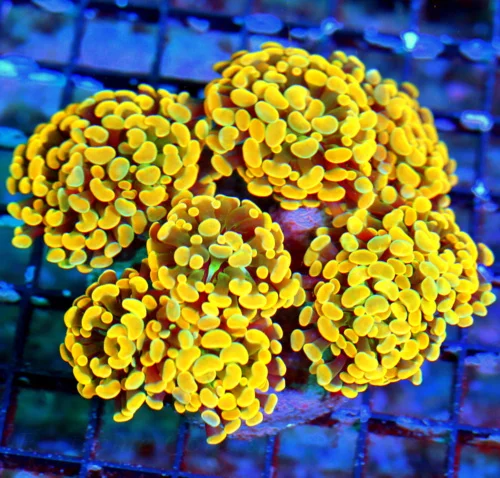 WYSIWYG 5.5x5.5 xLARGE ULTRA ULTRA HOME DEPOT ORQANGE INDO BRANCHING FLORESCENT ORANGE HAMMER-FABULOUS COLOR live coral for sale - Extreme Corals