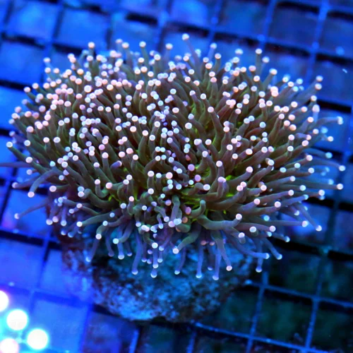 WYSIWYG 5X5 SUPER SUPER PINK AND BLUE TIPPED CARE BEAR INDO TORCH-COLOR IS VERY NICE XL PIECE live coral for sale - Extreme Corals