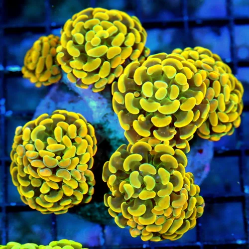 WYSIWYG 5.5X5.5 ONE OF MY FAVORITE ORANGE HAMMERS IN MONTH GLOWING ORANGE WITH GREEN UNDERTONES live coral for sale - Extreme Corals