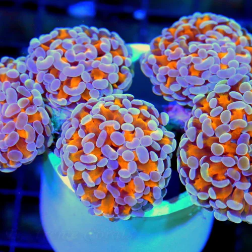 WYSIWYG 6X4 XXL PEE IN YOUR PANTS AWESOME ULTIMATE COLLECTORS ITEM BRANCHING HAMMER-UNREAL COLOR!! live coral for sale - Extreme Corals