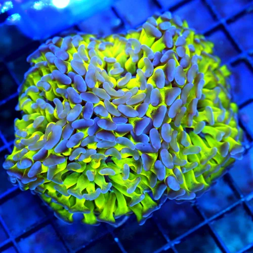 WYSIWYG 5X4 XL TOXIC ULTRA NEON GREEN SUPER GLOWING BLUE TIPPED BRANCHING INDO FATHEAD HAMMER live coral for sale - Extreme Corals
