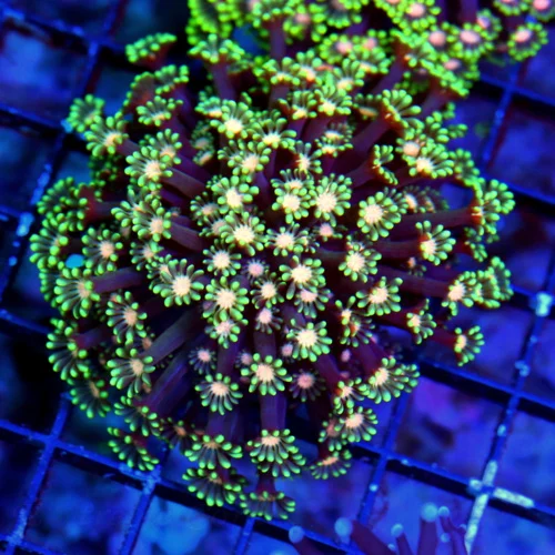 WYSIWYG 4X4 TOTALLY AWESOME PINK EYED ULTRA ULTRA LIME GREEN HANDPICKED GONIOPORA-AWESOME!!! live coral for sale - Extreme Corals