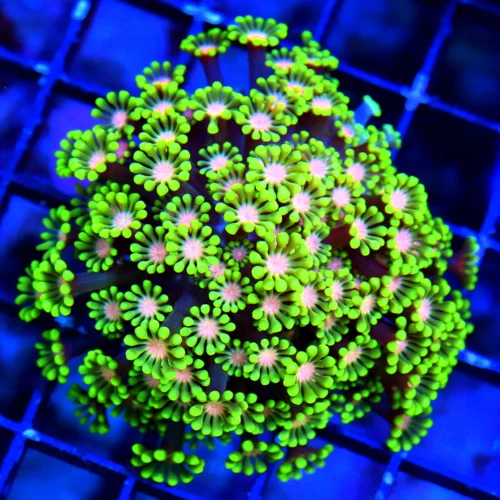 WYSIWYG 4X3 TOTALLY AWESOME PINK EYED ULTRA ULTRA LIME GREEN HANDPICKED GONIOPORA-SUPER INTENSE COLORATION!! live coral for sale - Extreme Corals
