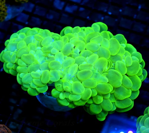WYSIWYG 6.5X5.5 HUGE GIANT CENTERPIECE OUTSTANDING COLOR!! SUPER LEMONLIME TOXIC GREEN SUPER COLORED XXL IND live coral for sale - Extreme Corals