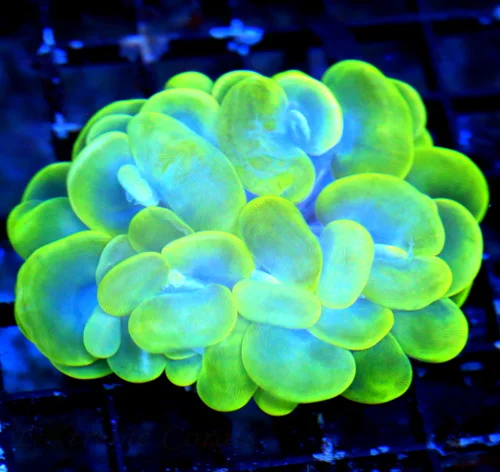 WYSIWYG 4.5X4 5.5X5.5 XXL OUTSTANDING COLOR!! SUPER LEMONLIME GREEN AND BLUE SUPER COLORED XXL INDO BUBBLE C live coral for sale - Extreme Corals