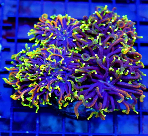 WYSIWYG 5.5X5.5 GIANT XXL ULTIMATE SHOWPIECE "DANTE INFERNO" INDO GIANT CENTERPIECE TORCH live coral for sale - Extreme Corals