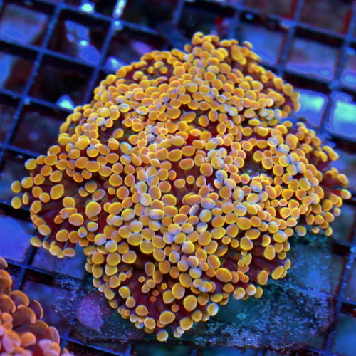 WYSIWYG 6X5.5 XXL INCREDIBLE MULTICOLORED DARK ORANGE SHOWPIECE INDO BRANCHING HAMMER live coral for sale - Extreme Corals