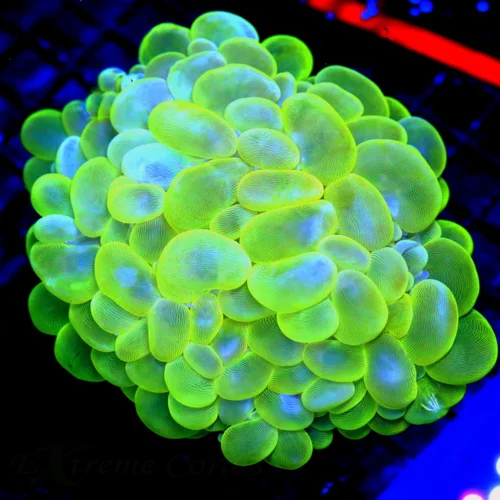 WYSIWYG 6X5.5 GIANT XXL OUTSTANDING COLOR!! SUPER LEMONLIME GREEN-YELLOW-BLUE SUPER COLORED  INDO BUBBLE COR live coral for sale - Extreme Corals