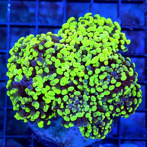 WYSIWYG 5.5z5 SUPER TOXIC GREEN PURPLE PAINTED ULTRA COLORED BRANCHING SHOW HAMMER CORAL live coral for sale - Extreme Corals