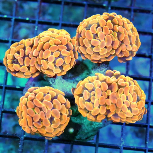 WYSIWYG 6X5 BRANCHING HAMMER-COLLECTOR ITEM COLOR-ABSOLUTELY INSANE GLOWING HOME DEPOT ORANGE HAMMER live coral for sale - Extreme Corals