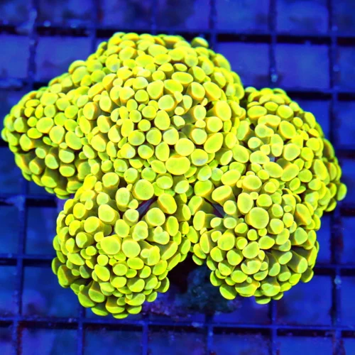 WYSIWYG 5.5X5.5 extremely rare "YELLOW SHINE MUSCAT INDO BRANCHING HAMMER" first ones i have ever gotten!!!! live coral for sale - Extreme Corals