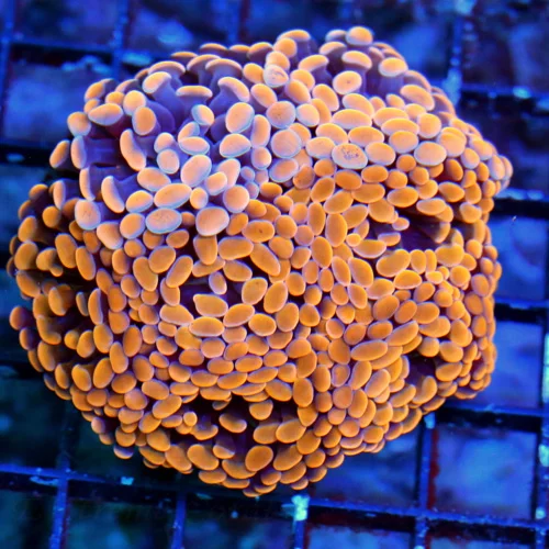 WYSIWYG 5X5 "COMBO COLOR HAMMER" INCREDIBLE MULTICOLORED DARK ORANGE SHOWPIECE INDO BRANCHING HAMMER live coral for sale - Extreme Corals