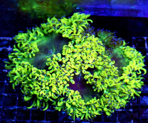 WYSIWYG 10X8 ULTRA COLORED SUPER BAD TO THE BONE SUPER BLUE TIPPED GLOWING TOXIC LEMONLIME YELLOW ELEGANCE live coral for sale - Extreme Corals