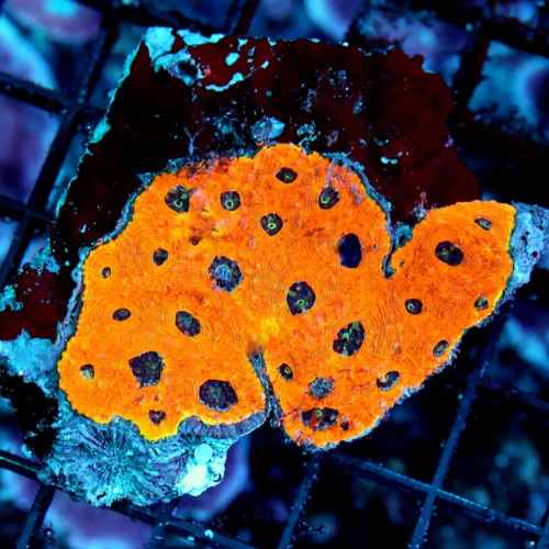 WYSIWYG 4.5X4 ULTRA ULTRA ORANGE BAD TO THE BONE PURPLE ALIEN EYED ACANTHASTREA ECHINATA-AWESOME!! live coral for sale - Extreme Corals