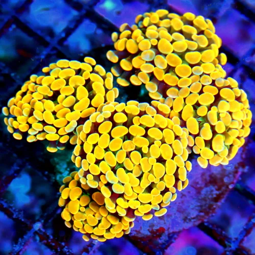 WYSIWYG 5.5X5 5.5x5.5 xLARGE ULTRA ULTRA HOME DEPOT ORANGE INDO BRANCHING FLORESCENT ORANGE HAMMER-FABULOUS live coral for sale - Extreme Corals