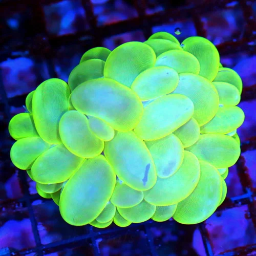 WYSIWYG 4x4 LARGE OUTSTANDING COLOR!! SUPER LEMONLIME GREEN AND YELLOW SUPER COLORED LARGE INDO BUBBLE CORAL live coral for sale - Extreme Corals