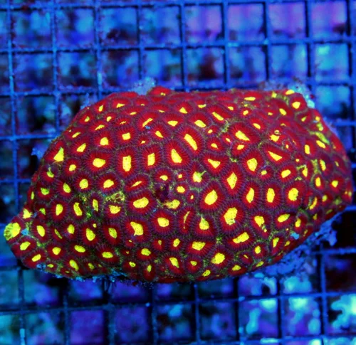 WYSIWYG 6.5x4 HANDPICKED BY SCOTT'S SUPER SUPER ULTRA TRICOLOR COLLECTORS ITEM FAVIA BRAIN-TOTALLY INSANE live coral for sale - Extreme Corals