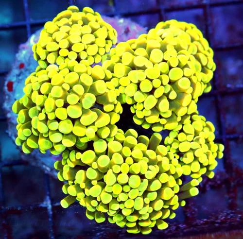 WYSIWYG 5.5X5.5 extremely rare "YELLOW SHINE MUSCAT INDO BRANCHING HAMMER" first ones i have ever gotten!!!! live coral for sale - Extreme Corals