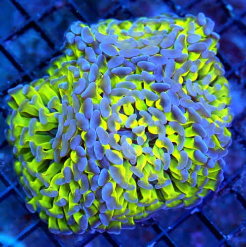 WYSIWYG 5.5X5 XL TOXIC ULTRA NEON GREEN SUPER GLOWING BLUE TIPPED BRANCHING INDO FATHEAD HAMMER live coral for sale - Extreme Corals