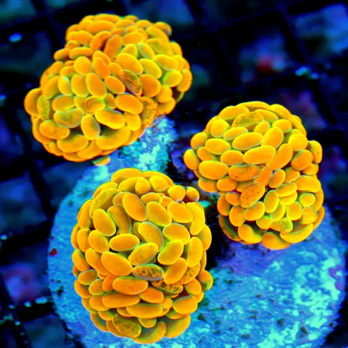 WYSIWYG 5X4 EXTREMELY SPECIAL "HOLY GRAIL ORANGE" BOOK QUALITY BRANCHING HAMMER-COLLECTOR ITEM live coral for sale - Extreme Corals