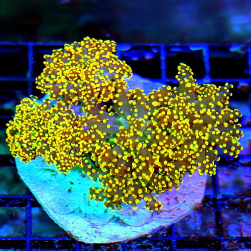 WYSIWYG 5X4.5 UNREAL MULTICOLORED ORANGE BRANCHING ULTRA GRADE OCTOSPAWN-STUNNING live coral for sale - Extreme Corals