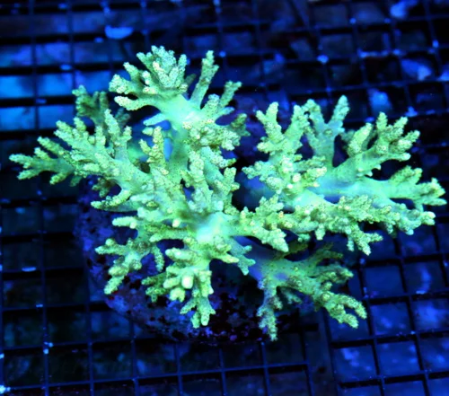 WYSIWYG 7x5.5 TOXIC GREEN ULTRA COLORED HARD TO GET SUPER GREEN SINULARIA LEATHER-AWESOME live coral for sale - Extreme Corals