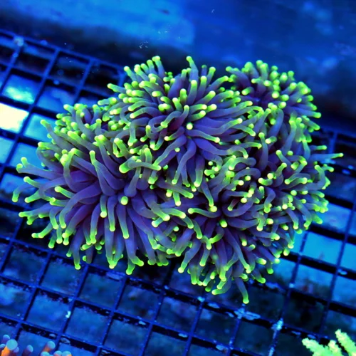 WYSIWYG 6.5x5.5 XL SUPER SUPER NEON PURPLE YELLOW-LIME GREEN TIPPED ULTRA COLORED XL INDO SHOW TORCH live coral for sale - Extreme Corals
