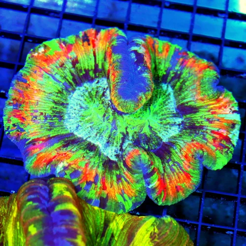 WYSIWYG 5X5 XL RAINBOW WELLSOPHYLLIA-SOME OF THE BEST RAINBOW WELLSOS I HAVE SEEN IN YEARS-EPIC COLORS! live coral for sale - Extreme Corals