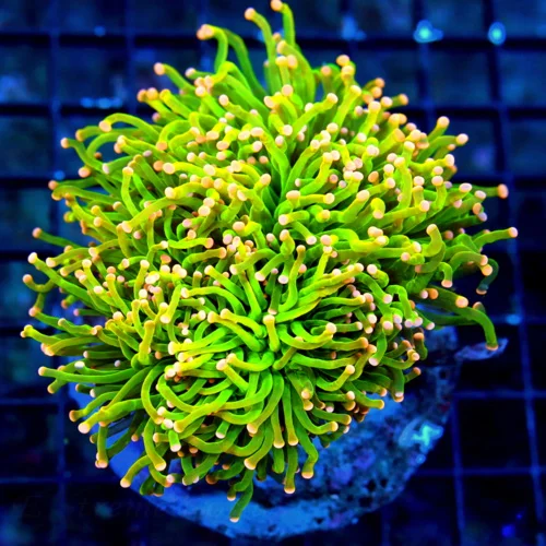 WYSIWYG 5.5x5.5 XL SHOWPIECE OUT OF THIS WORLD NEON TOXIC GREEN SUPER ORANGE TIPPED SHOW INDO TORCH live coral for sale - Extreme Corals
