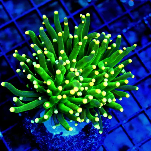 WYSIWYG 3.5X3.5 NEON TOXIC GREEN SUPER ORANGE TIPPED SHOW INDO TORCH-GREAT COLOR!! live coral for sale - Extreme Corals