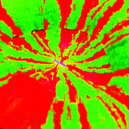 WYSIWYG 4.5x4.5 SHOW REVERSE BLEEDING APPLE SCOLYMIA-BOOK QUALITY ULTIMATE COLLECTORS ITEM!! live coral for sale - Extreme Corals