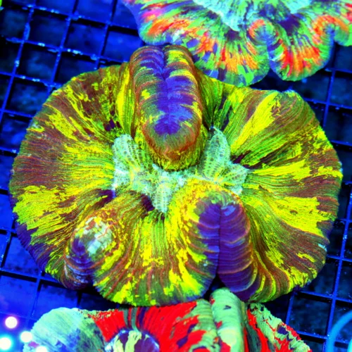 WYSIWYG 6x5 SPECIAL BLOWOUT PRICE CRAZY COLORED ULTRA GRADE LARGE INDO WELLSOPHYLLIA-I LOVE THE YELLOW live coral for sale - Extreme Corals