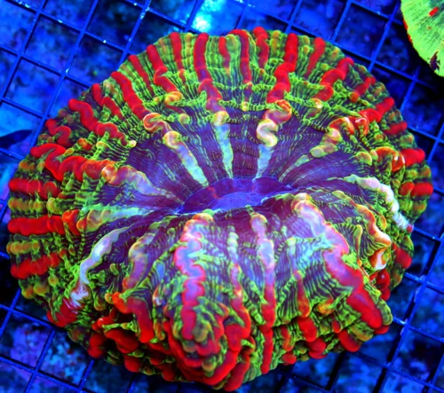 WYSIWYG 7X7 XL SUPER RAINBOW COLORED MASTER INDOPHYLLIA HANDPICKED BY SCOTT-STUNNING COLOR!! live coral for sale - Extreme Corals